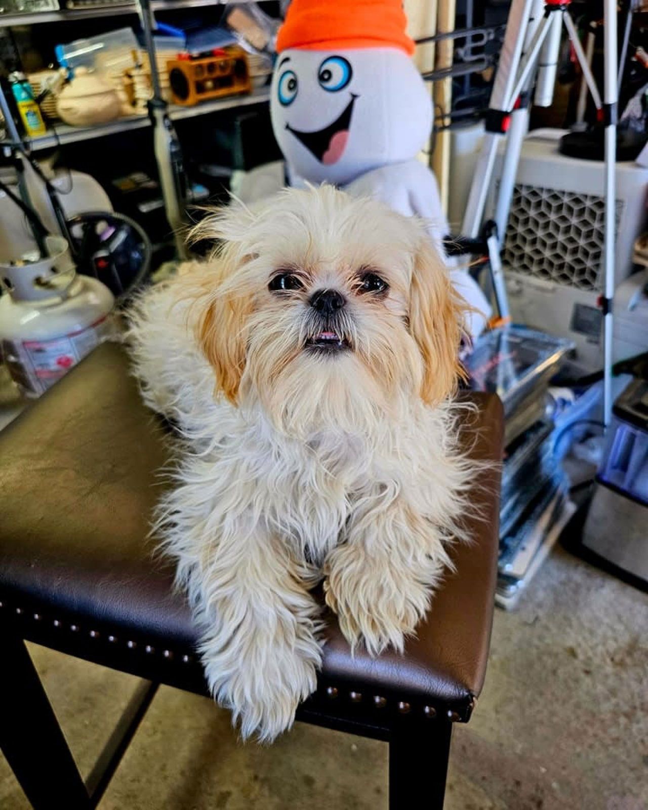 Fluffy tan dog sitting on a black stool in a workshop, with a smiling white-and-orange snowman behind it