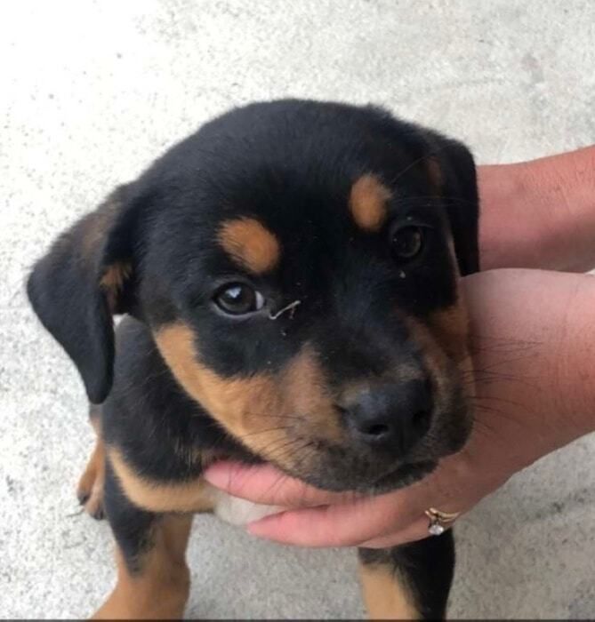Black and tan puppy being gently held, looking up with floppy ears