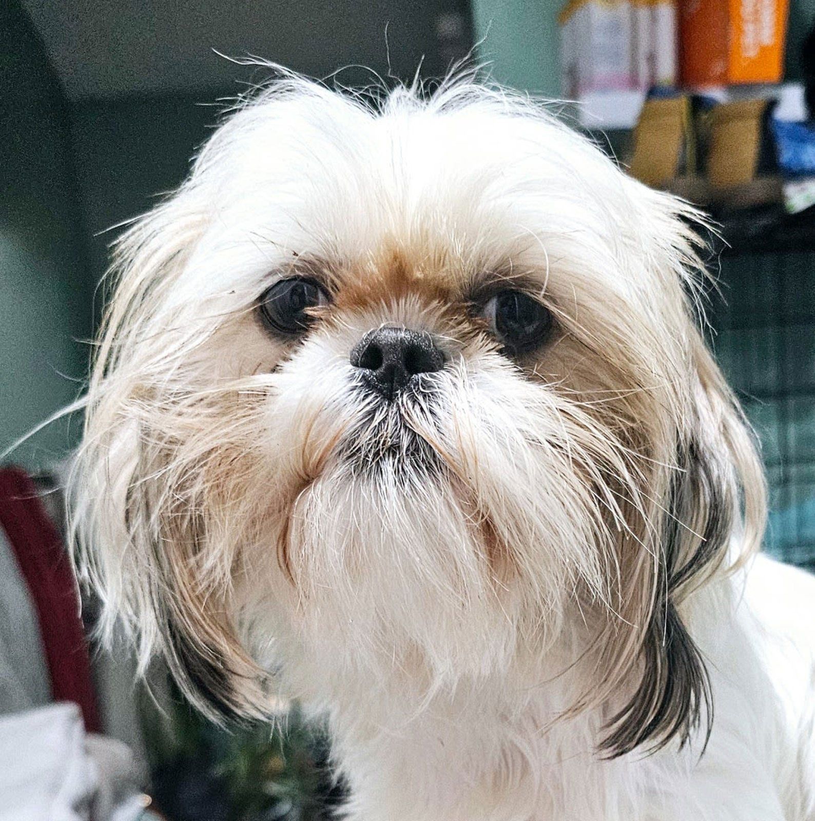 Small fluffy white-and-brown dog with a shaggy face looking at the camera