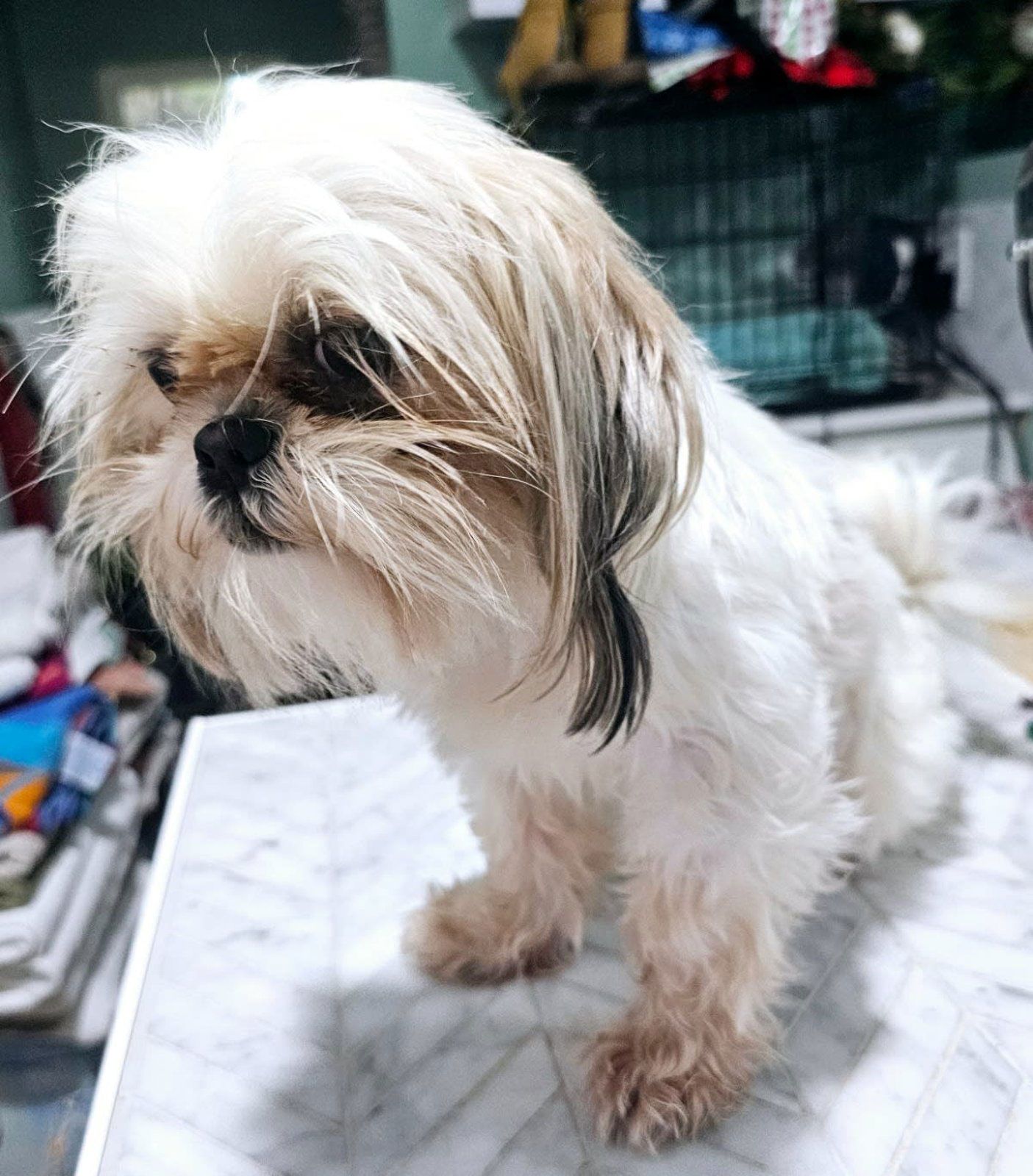 Small white-and-tan Shih Tzu standing on a tiled floor indoors, looking down