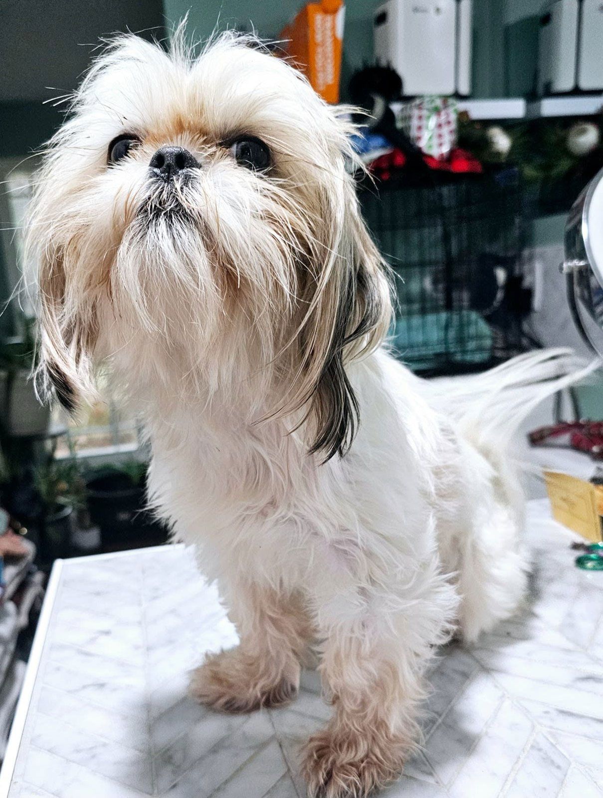Small shaggy white-and-tan dog sitting on a table, looking upward indoors.
