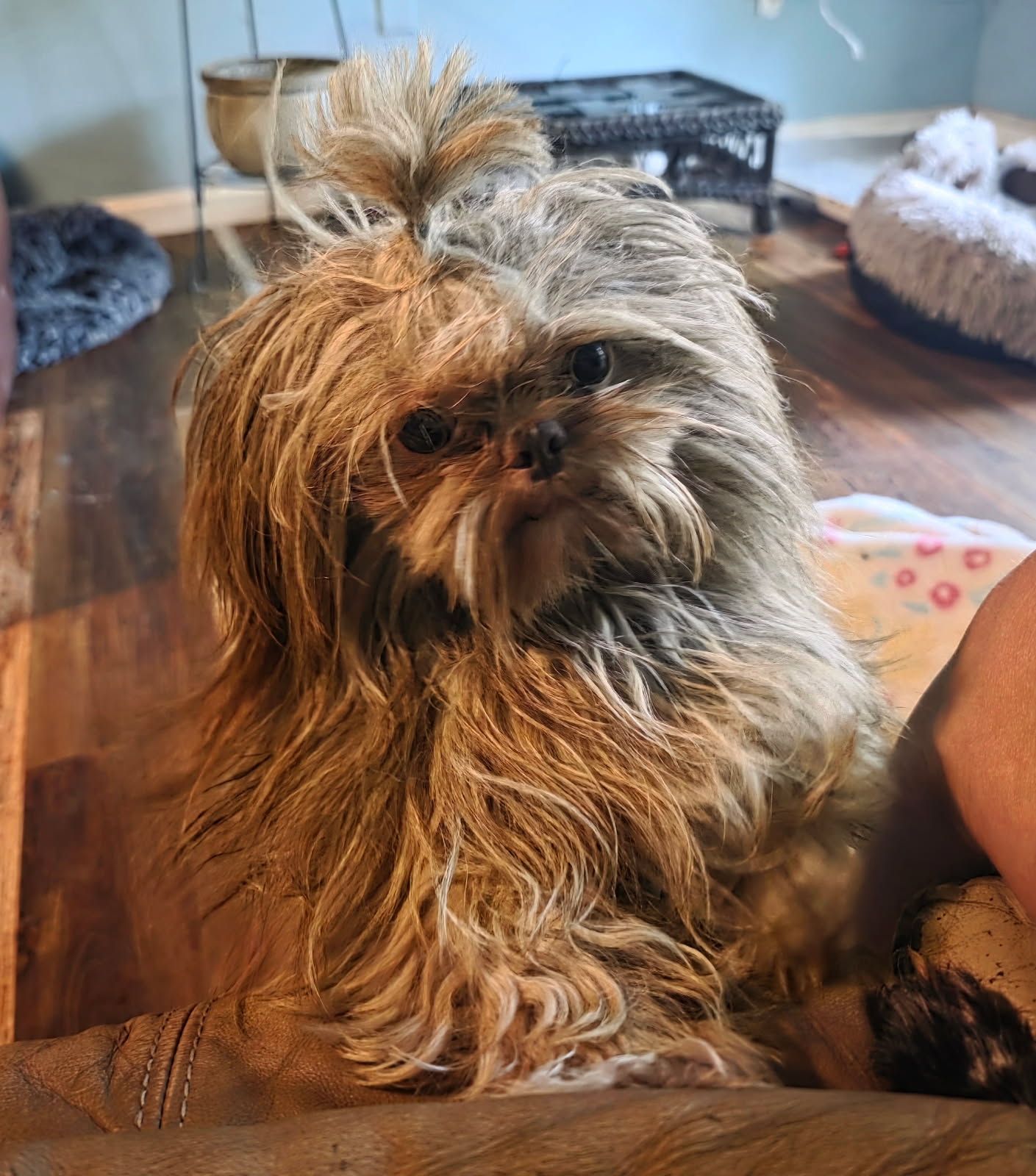 Cujo
