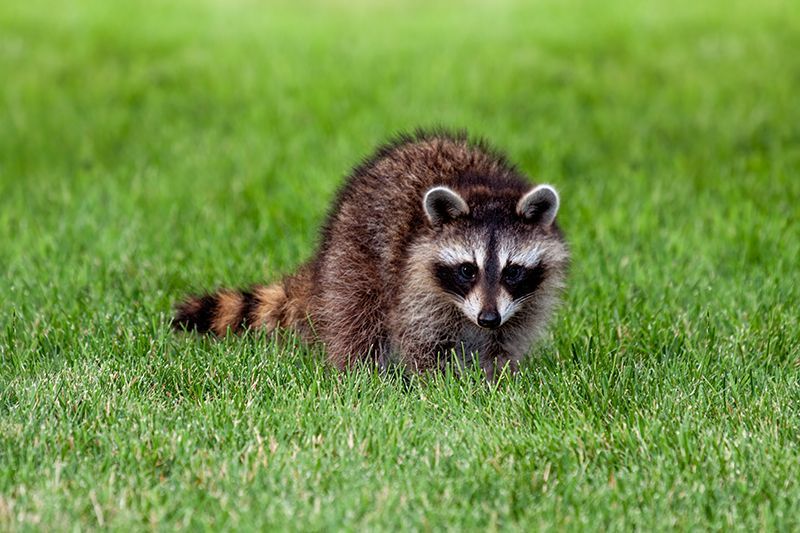 Raccoon