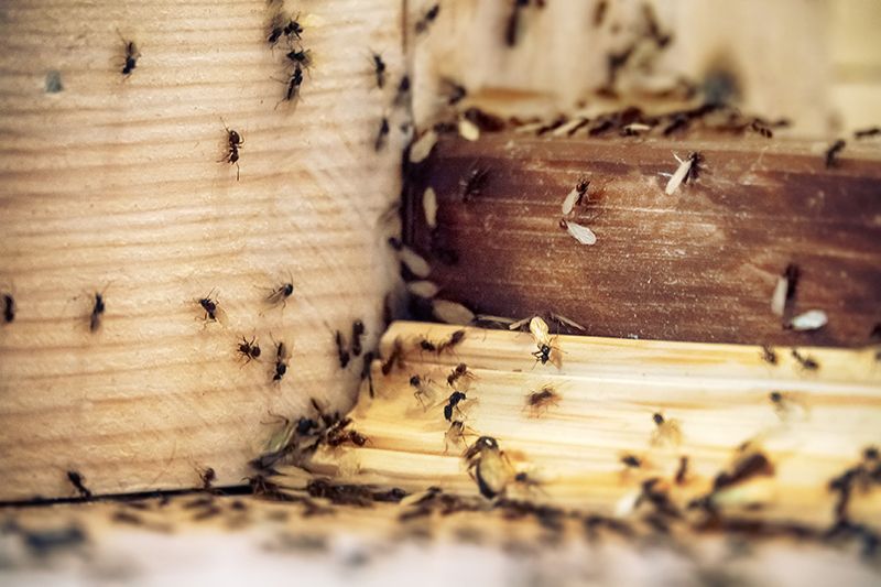 Ants