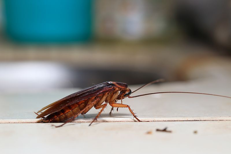 Roaches