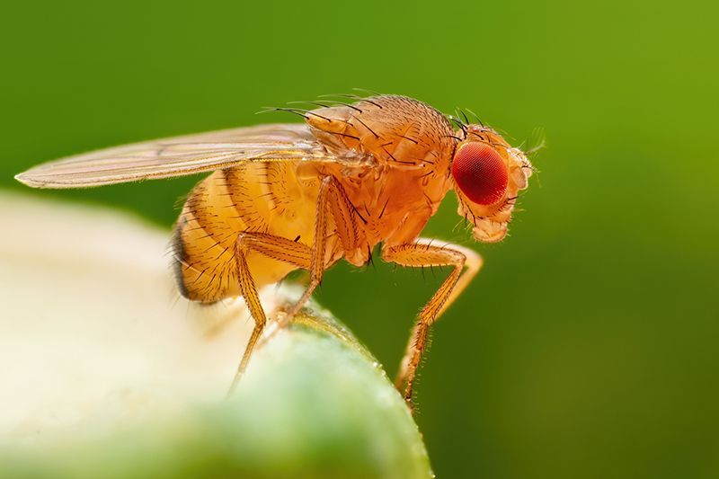 Pest Control Service In Residential Interior