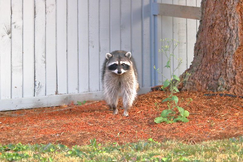 Racoon
