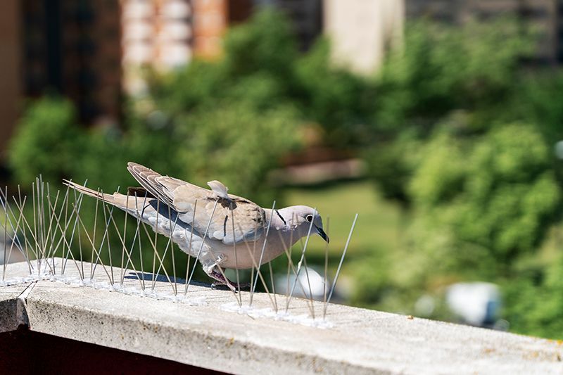 Bird