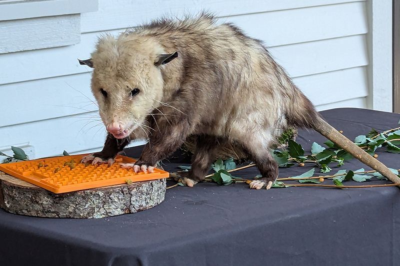 Opossum
