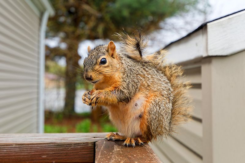 Squirrel