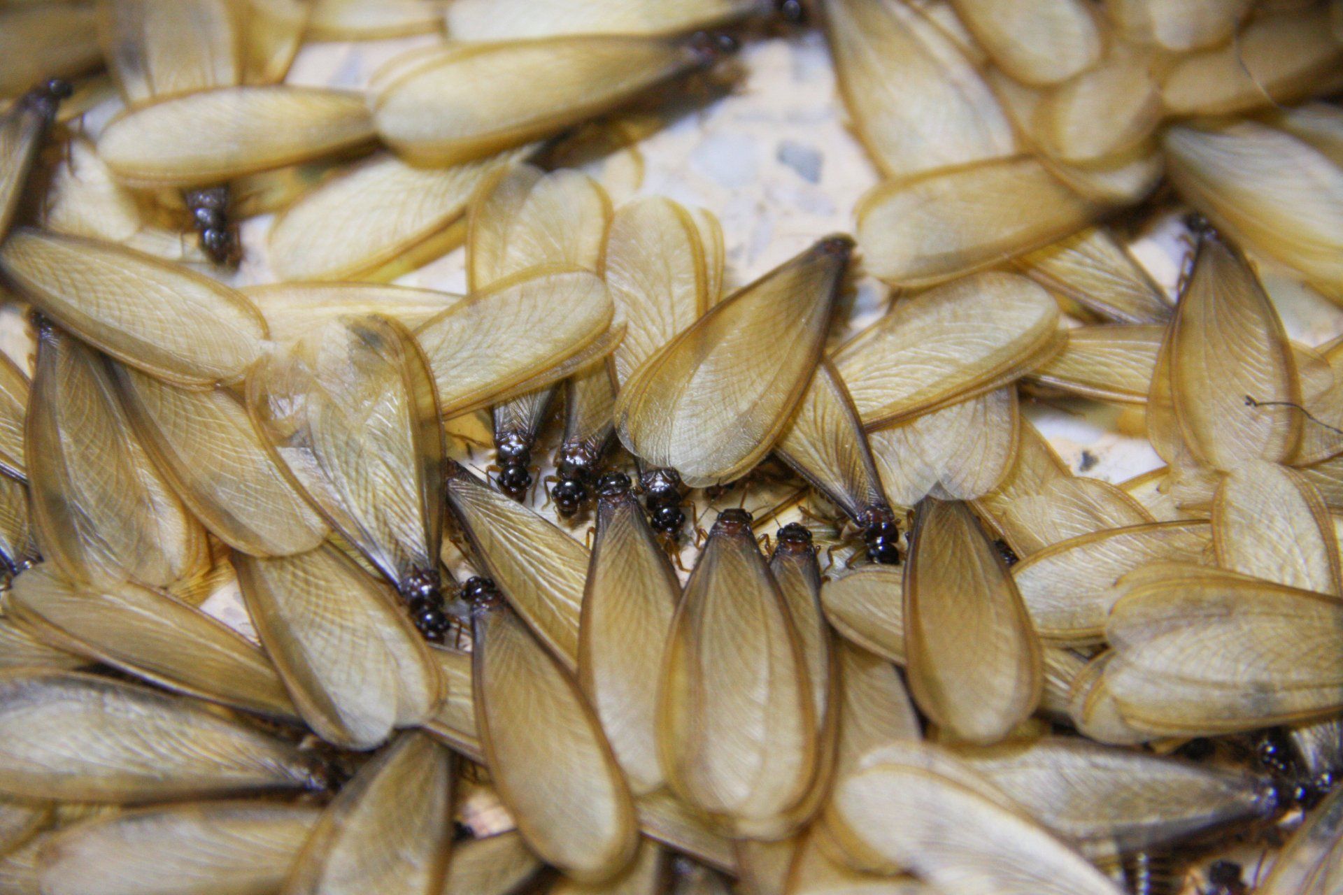Termite swarmers explode out of door jambs when swarming. Termite swarmers with large wings on top of each other.