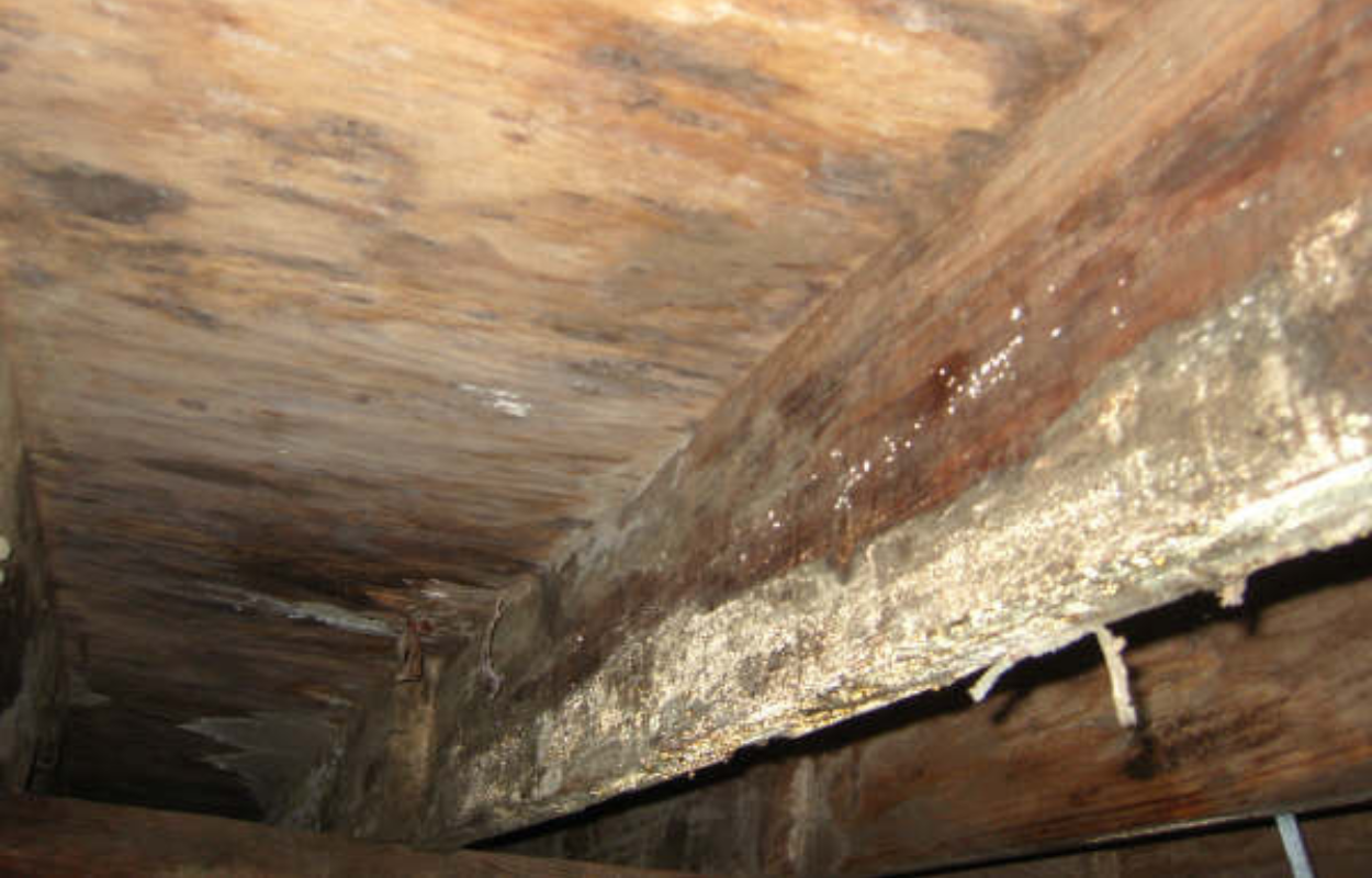 Wood destroying funal damage to joists and subfloor in crawl space. Wood destroying funal damage to joists and subfloor in crawl space.
