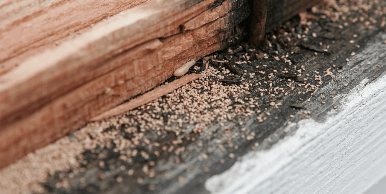 Termites eating damaged wood. Termites eating damaged wood.