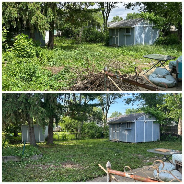 Before-and-after view of a backyard with overgrown grass, trees, and a small blue shed after cleanup