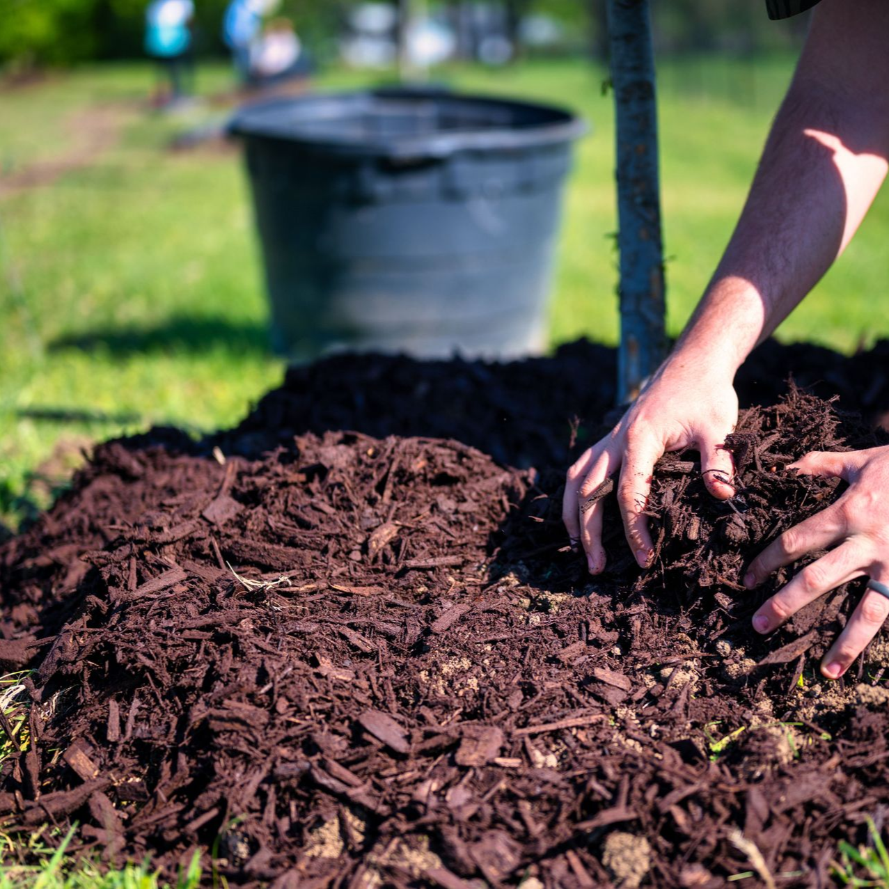 Hands spreading dark mulch in a garden bed beside a black bucket.