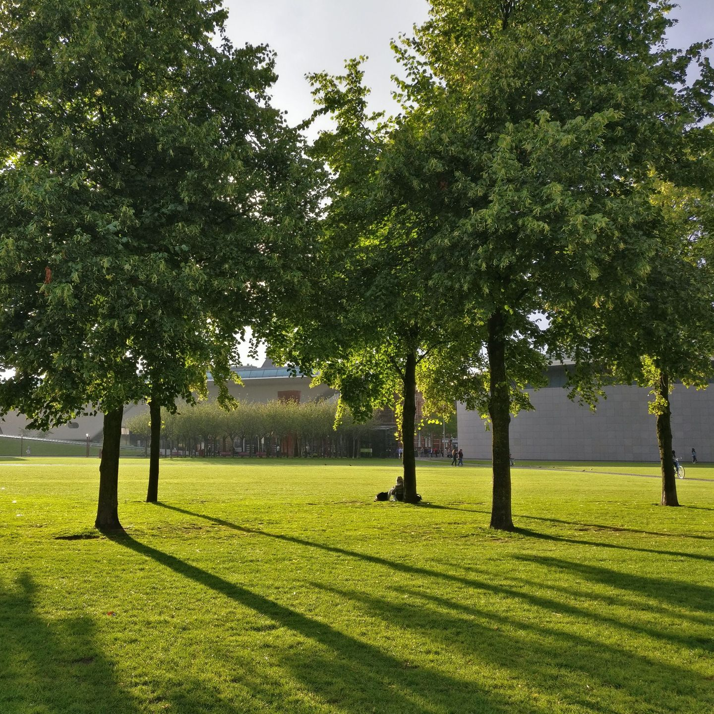 Sunny park with four trees casting long shadows on a green lawn near a wall.