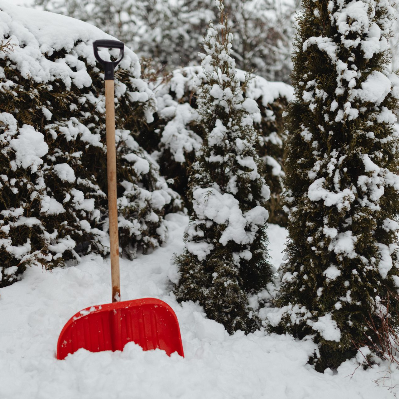 Red snow shovel standing in a snowy yard beside snow-covered evergreen bushes.