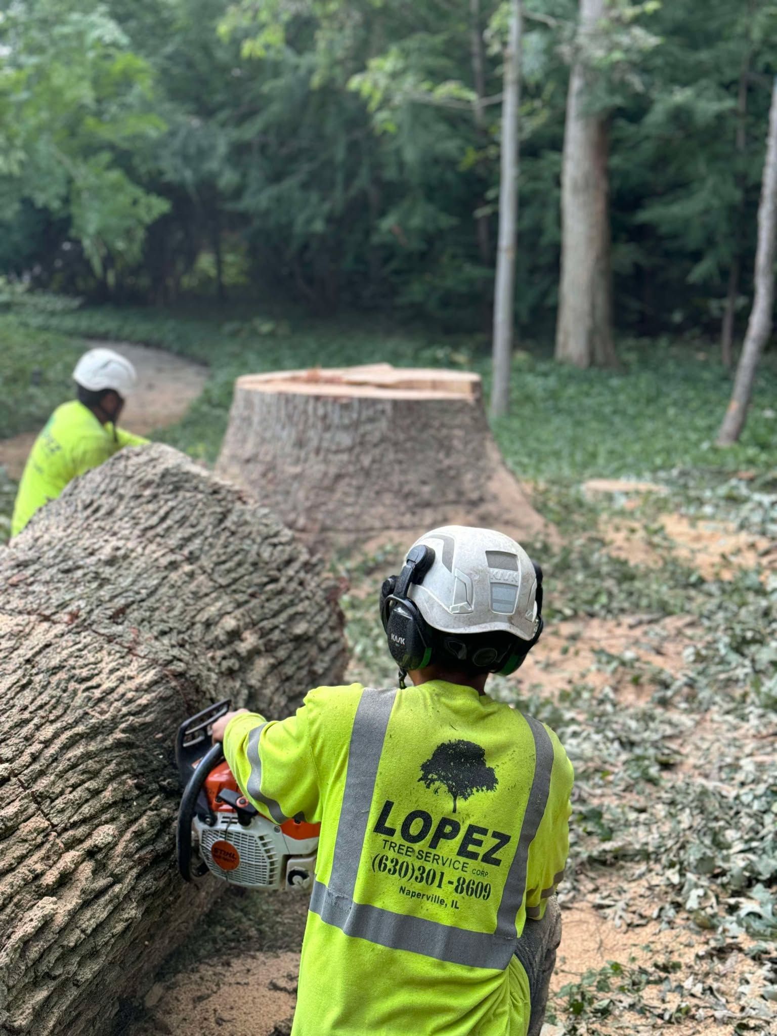 Two people in safety vests and helmets use a chainsaw to cut a tree trunk. Another tree stump is visible.