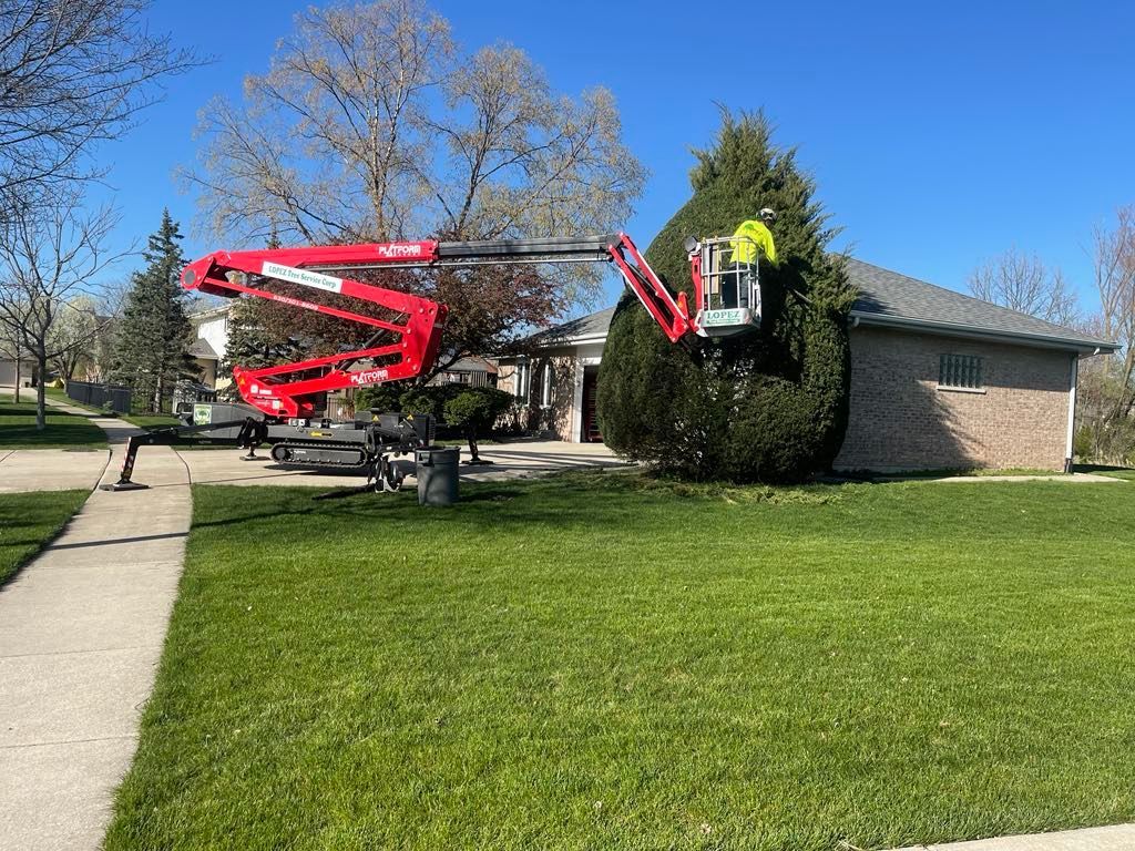Man in lift trims hedge in front of a brick house on a sunny day. Red lift, green lawn.