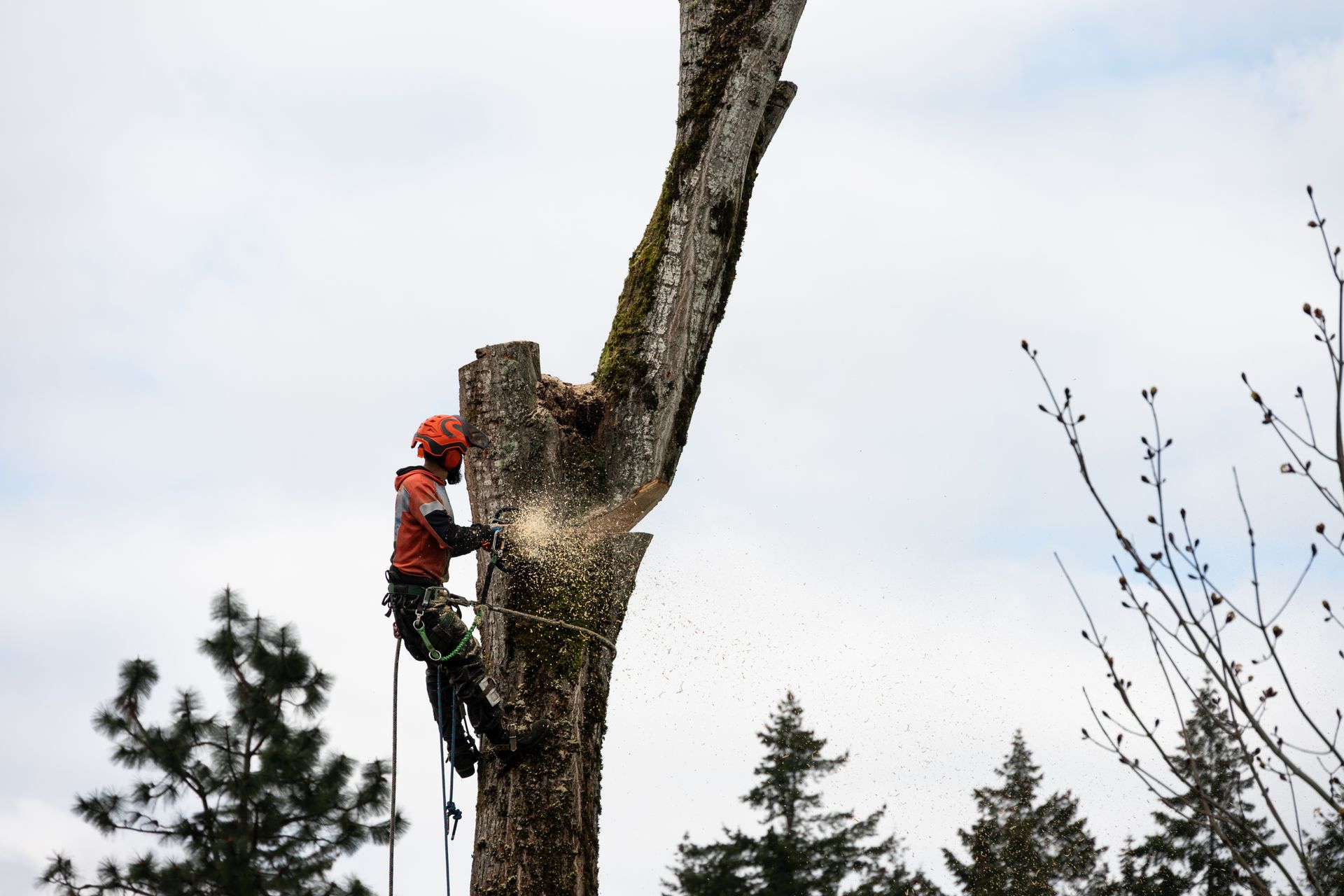 Arborist in safety gear using a chainsaw to cut a large tree trunk. Arborist in safety gear using a chainsaw to cut a large tree trunk.