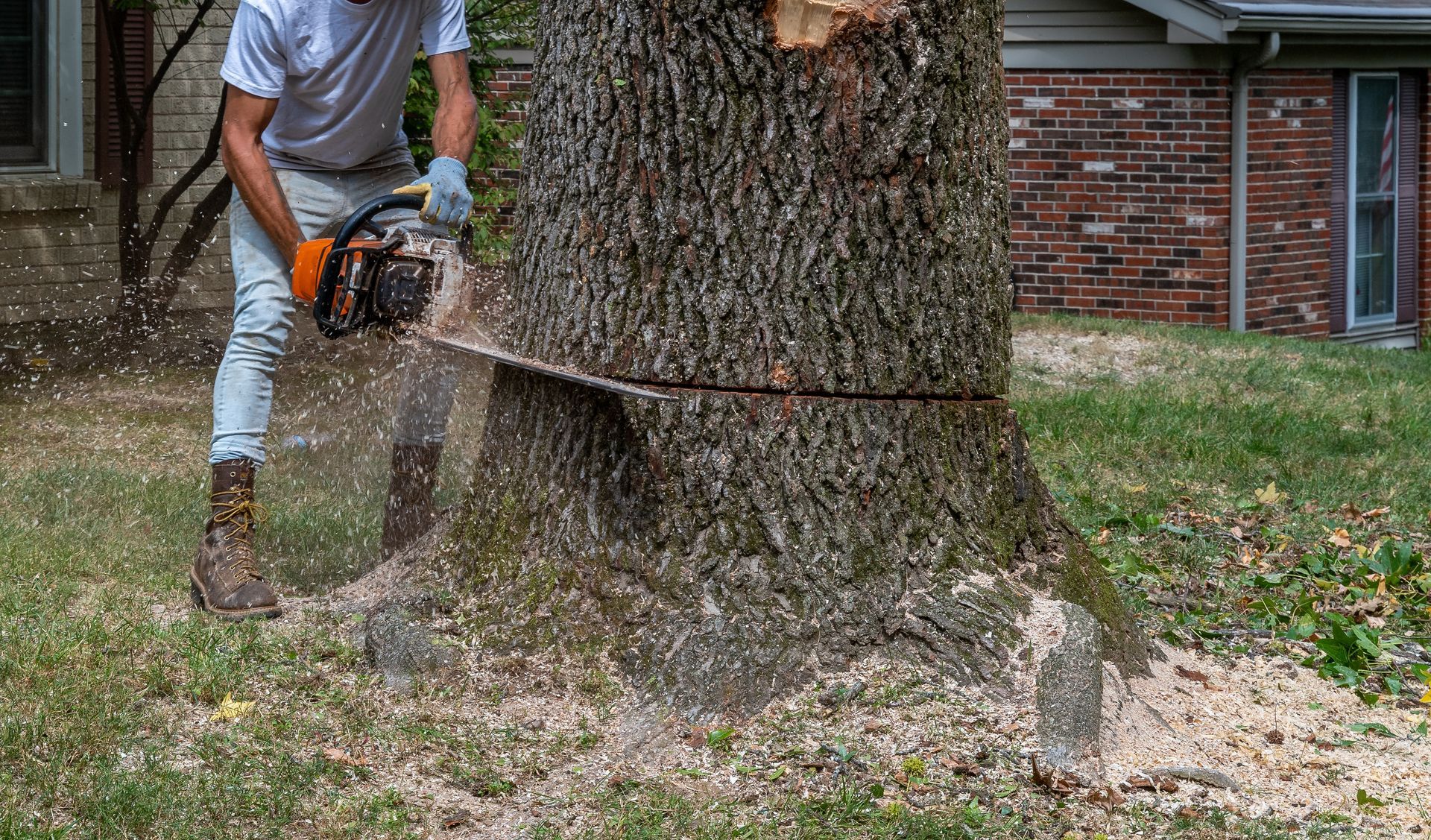 A man is removing a tree with a chainsaw.