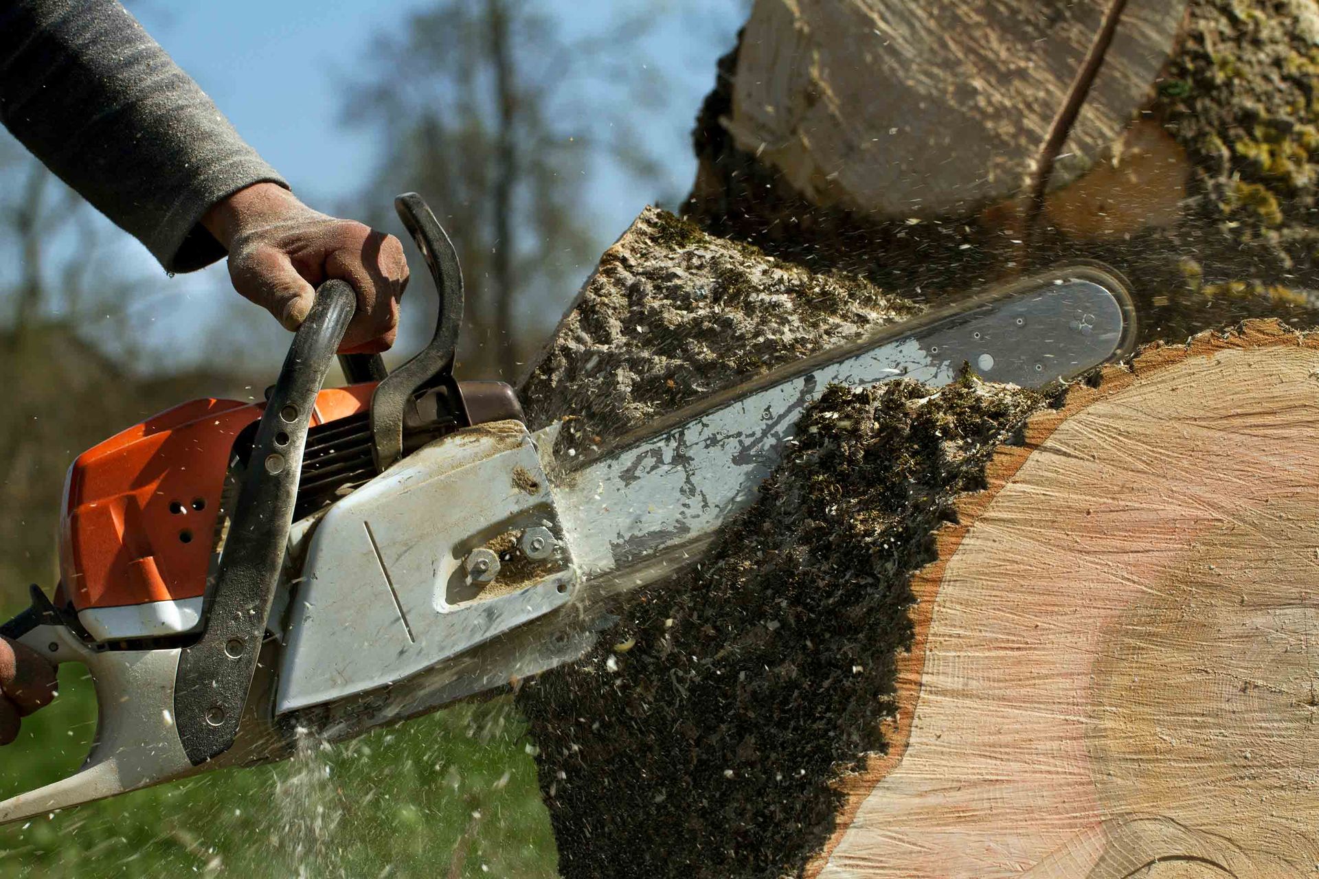 Man cuts a fallen tree, performing stump grinding, showcasing expert tree services in a backyard.