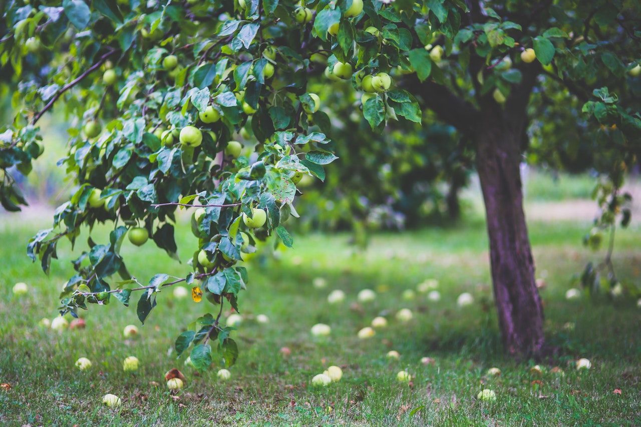 Apple tree with green fruit; apples scattered on grass.