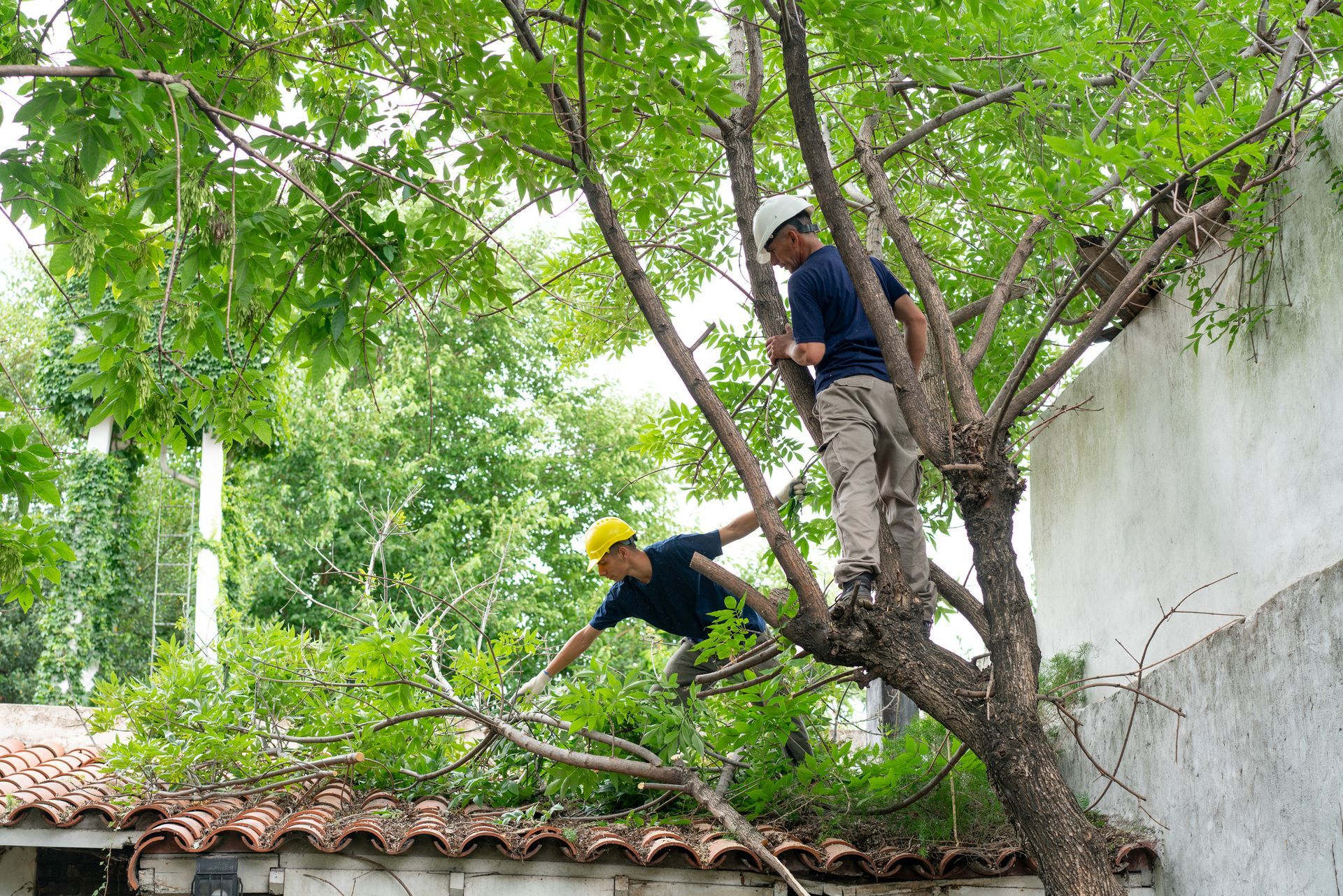 workers cutting the tree branches at a residential home