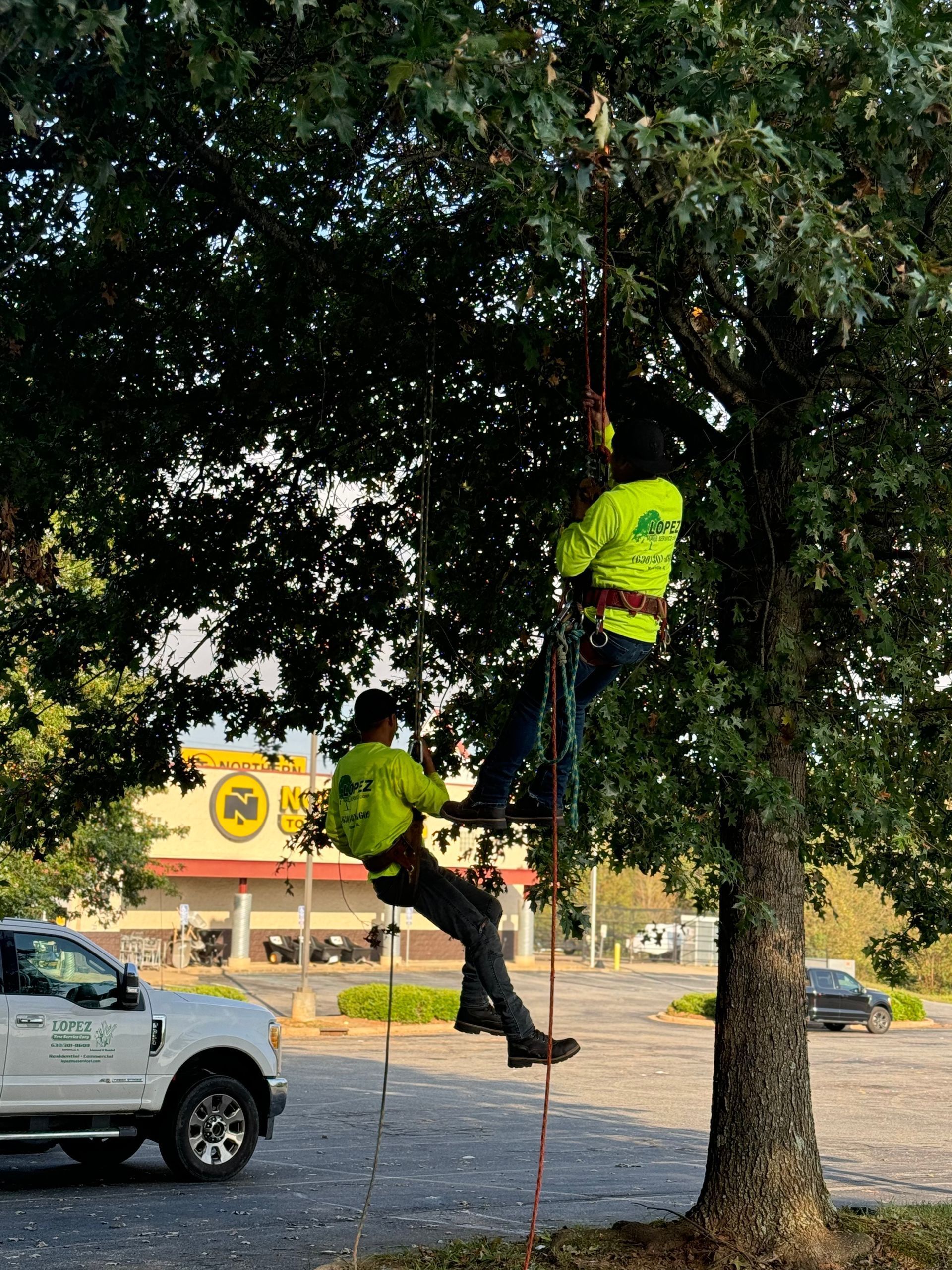 Two tree service workers in safety harnesses trimming a tree near a white truck and a building.