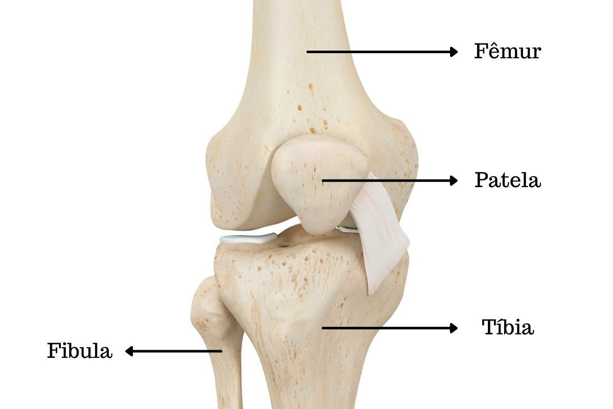 anatomia-joelho-dr-diego-munhoz-ortopedista-especialista-joelho-sp