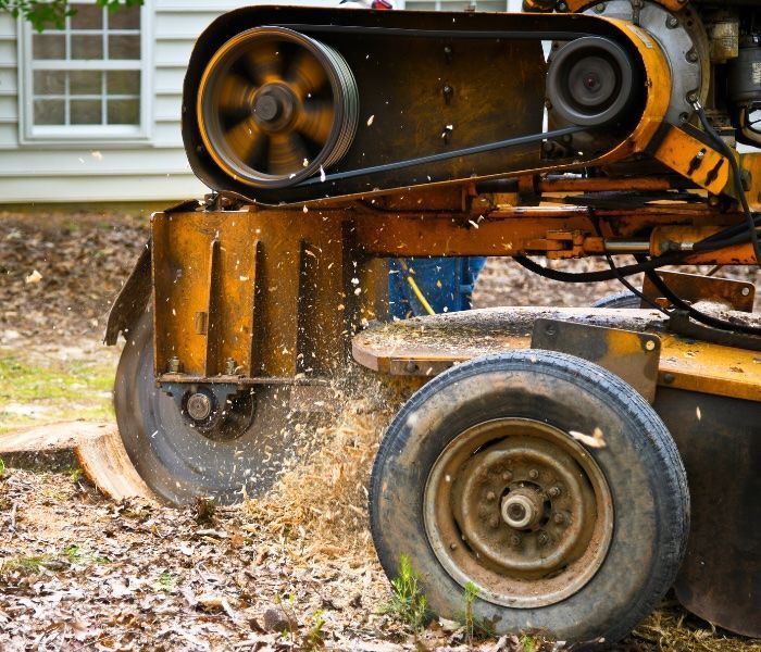 Stump grinder in action, grinding wood, spraying wood chips. Yellow machine, outdoor setting.
