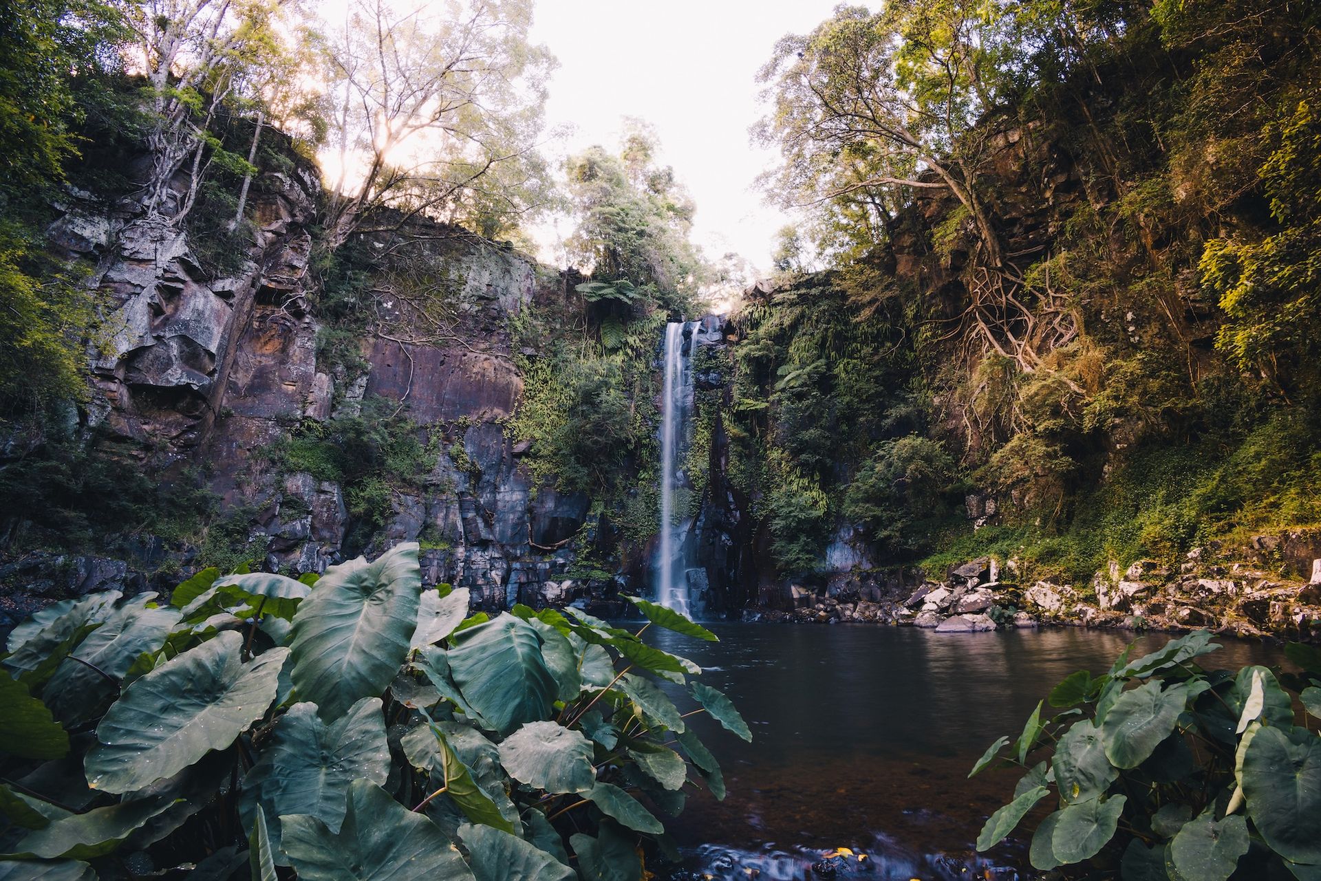 A slender waterfall cascades down a rocky cliff into a pool, surrounded by lush green trees and large-leafed foreground plants — Rochdale Accounting & Business Advisory in Alstonville, NSW