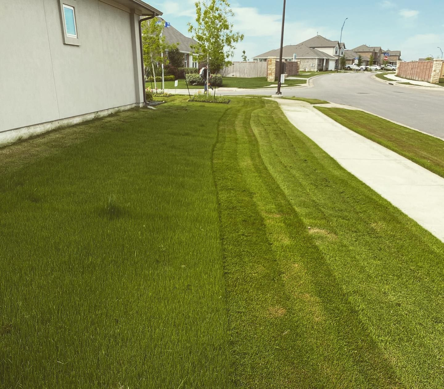 Cleanly cut lawn using a professional Bermuda grass mowing height for Texas summers.