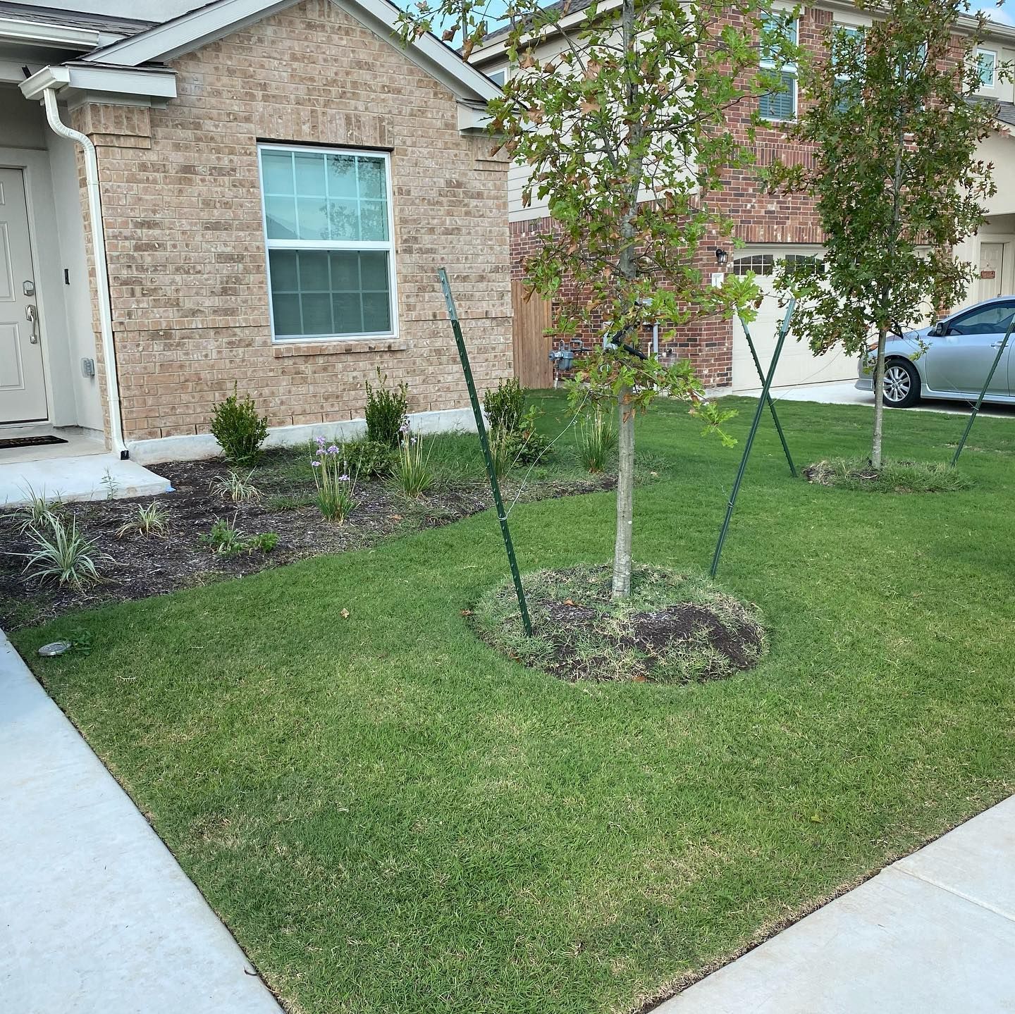 Front yard in Georgetown, TX, with healthy green grass and young trees supported by stakes as part of lawn heat stress solutions.