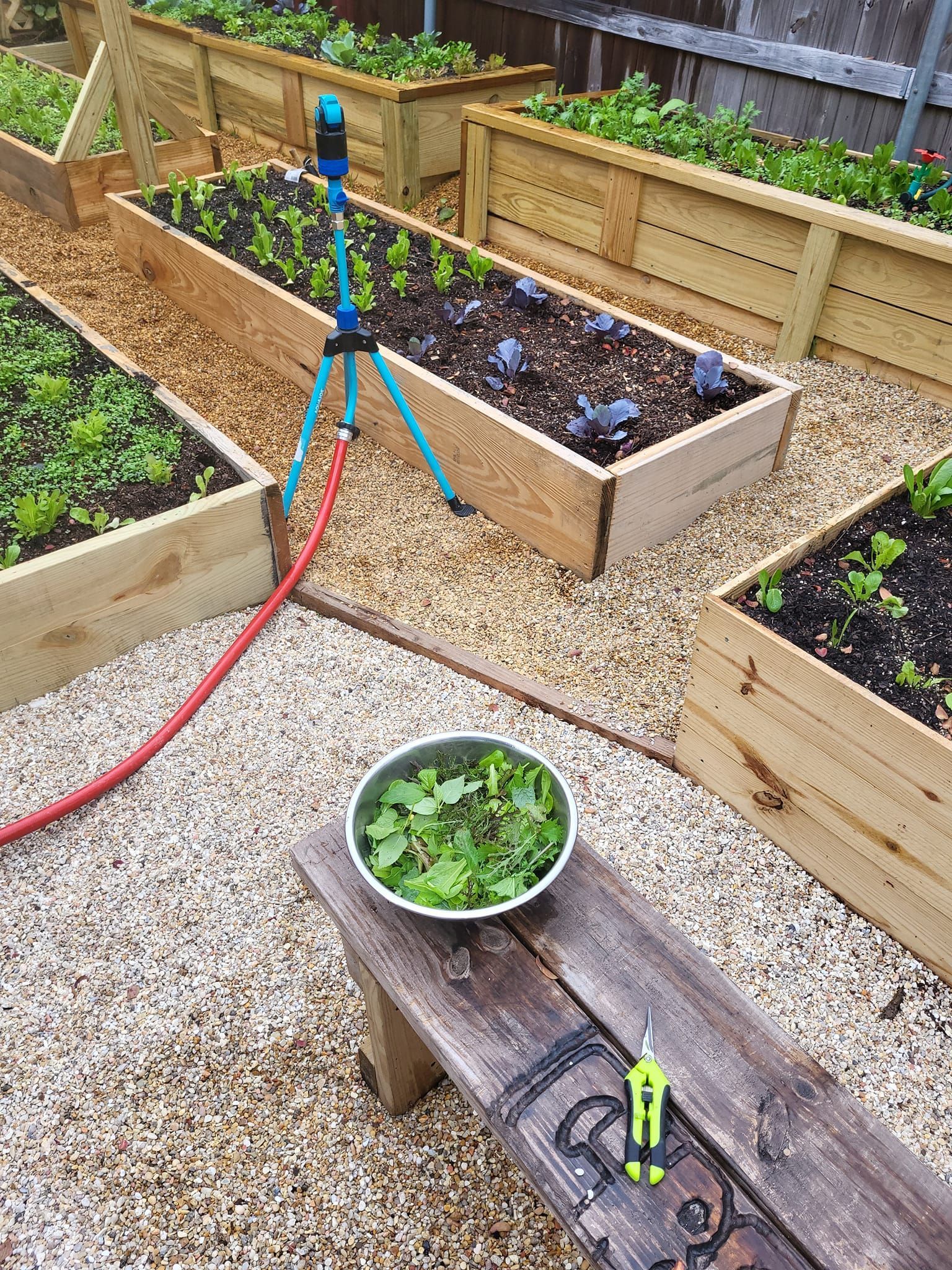 A bowl of greens is sitting on a wooden bench next to a hose in a garden.
