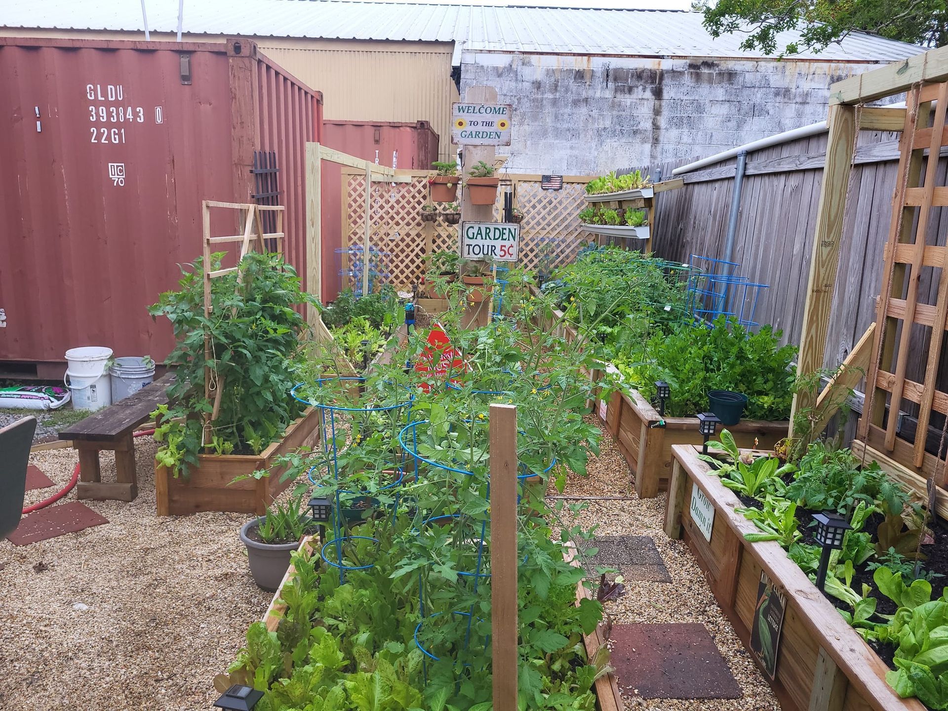 A garden filled with lots of plants including tomatoes and lettuce