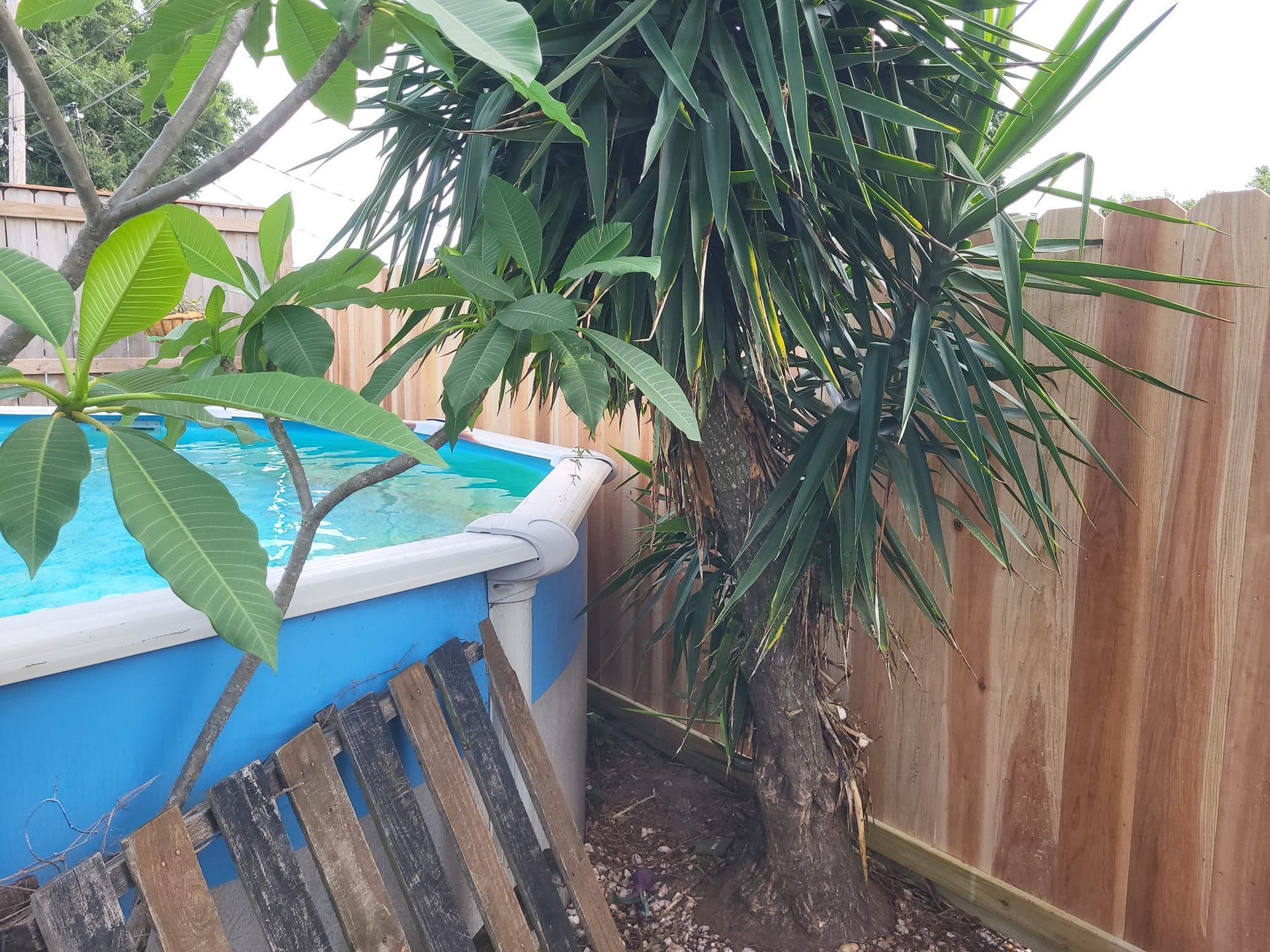 A pool is surrounded by a wooden fence and a palm tree.