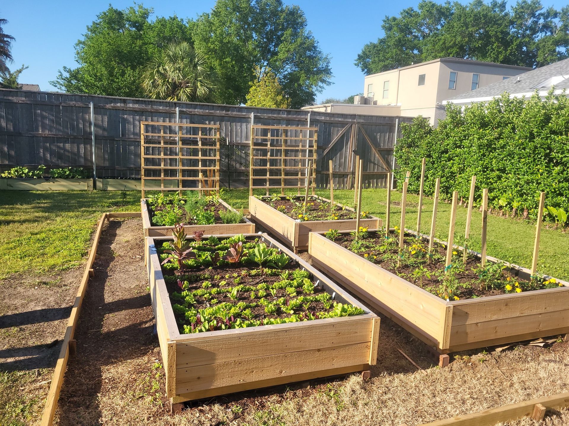A garden with lots of plants growing in wooden boxes