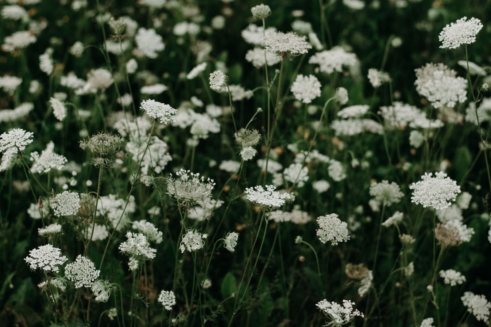 A field of white flowers growing in the grass.