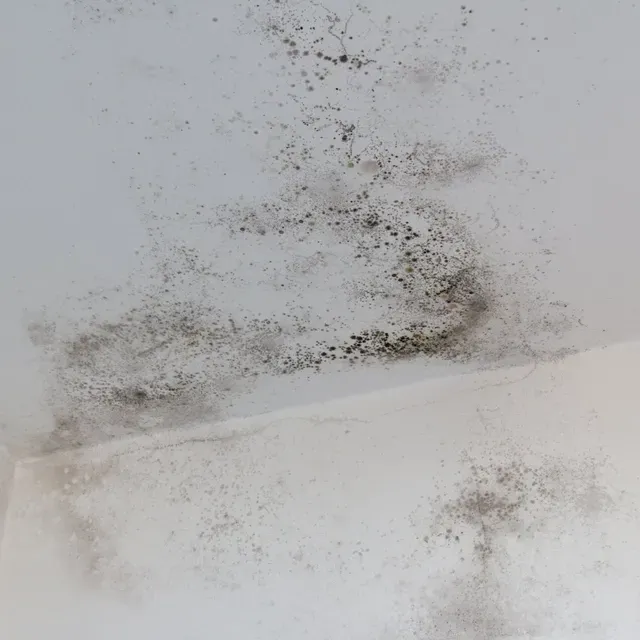 Mold on Wall — Chapel HIll, NC — A Healthy Home