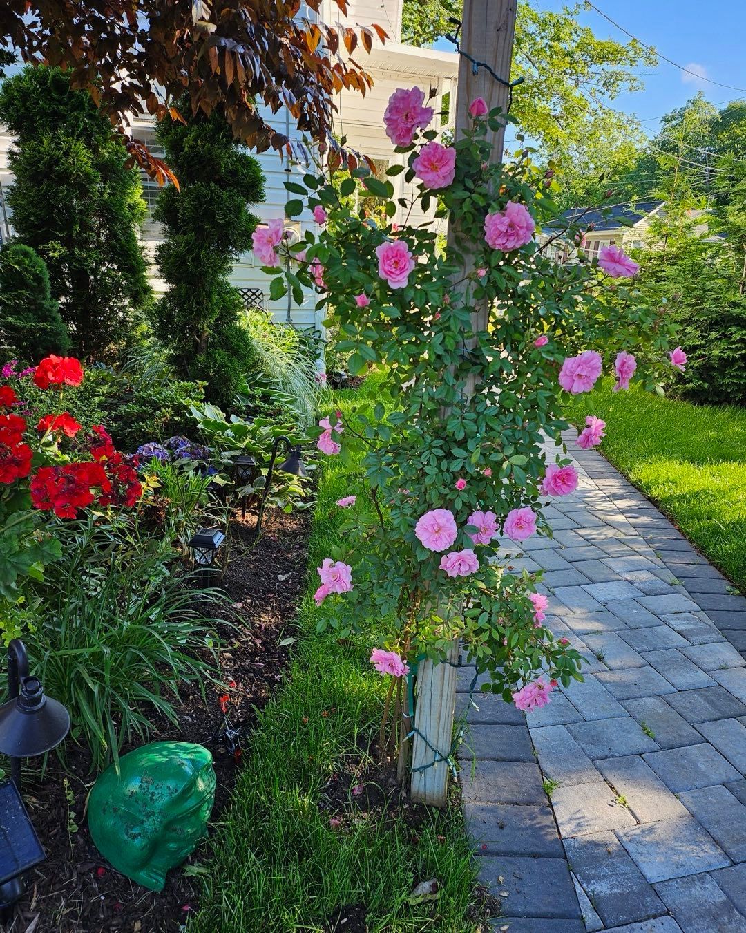 A wooden pillar supports a climbing rose bush with blooming pink flowers, set beside a stone path and a garden bed.