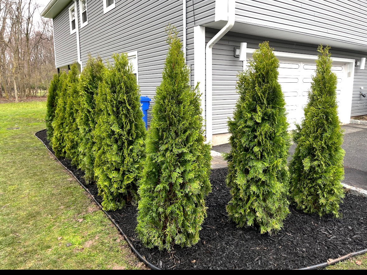 A row of evergreen arborvitae trees planted in a mulched bed along the side of a gray house and a paved driveway.