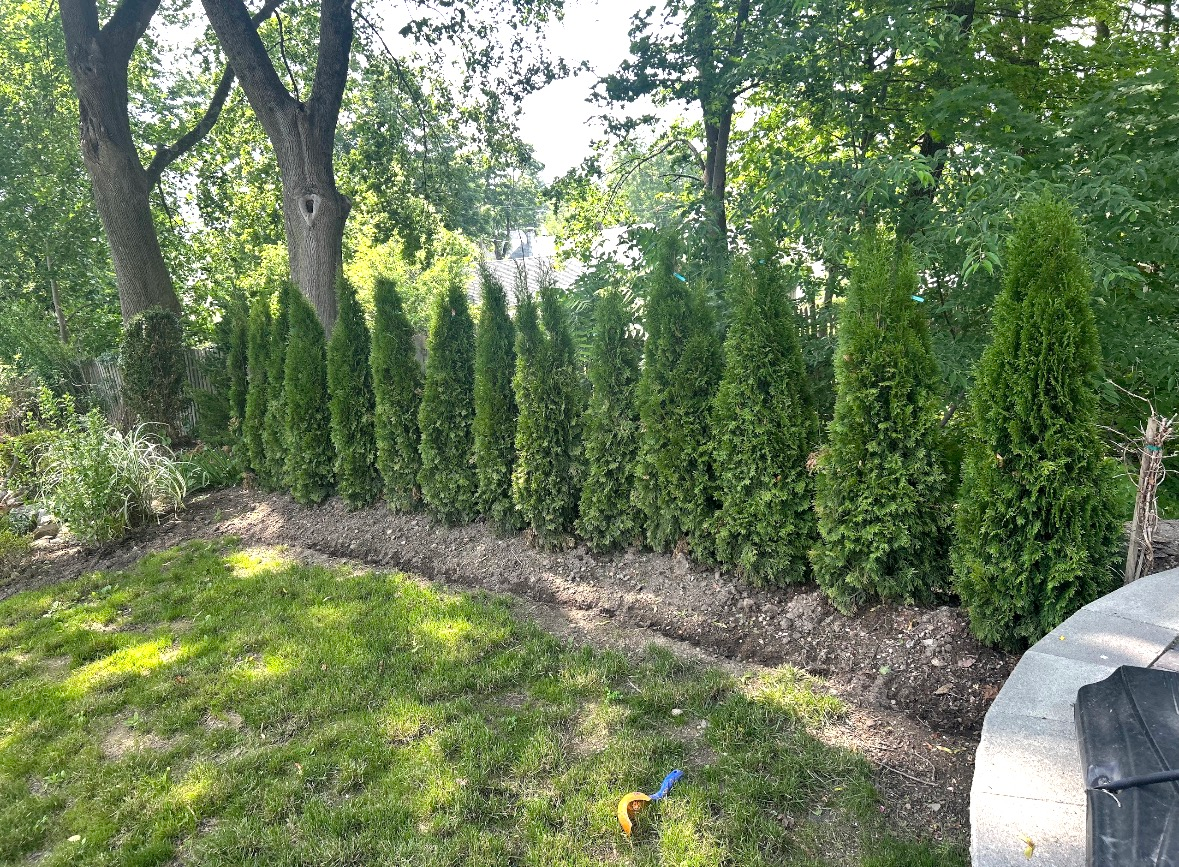 A row of tall, green arborvitae trees planted along a mulched garden bed in a backyard setting.