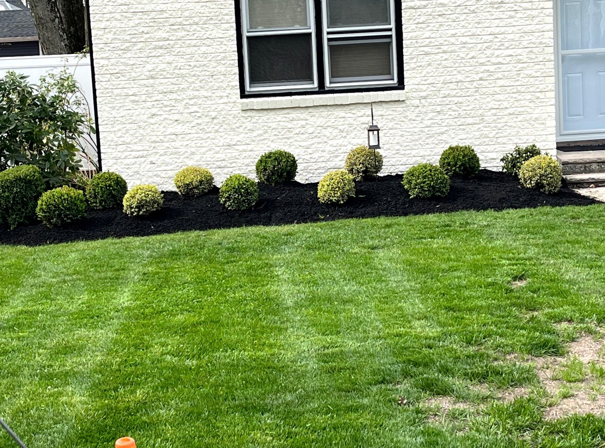 A freshly mowed lawn in front of a white brick house with small shrubs planted in dark mulch.