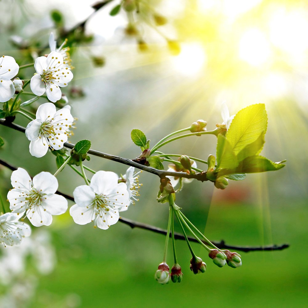 Allergy Treatment Toms River, NJ Dr. Robert P. Rabinowitz, D.O., P.A.