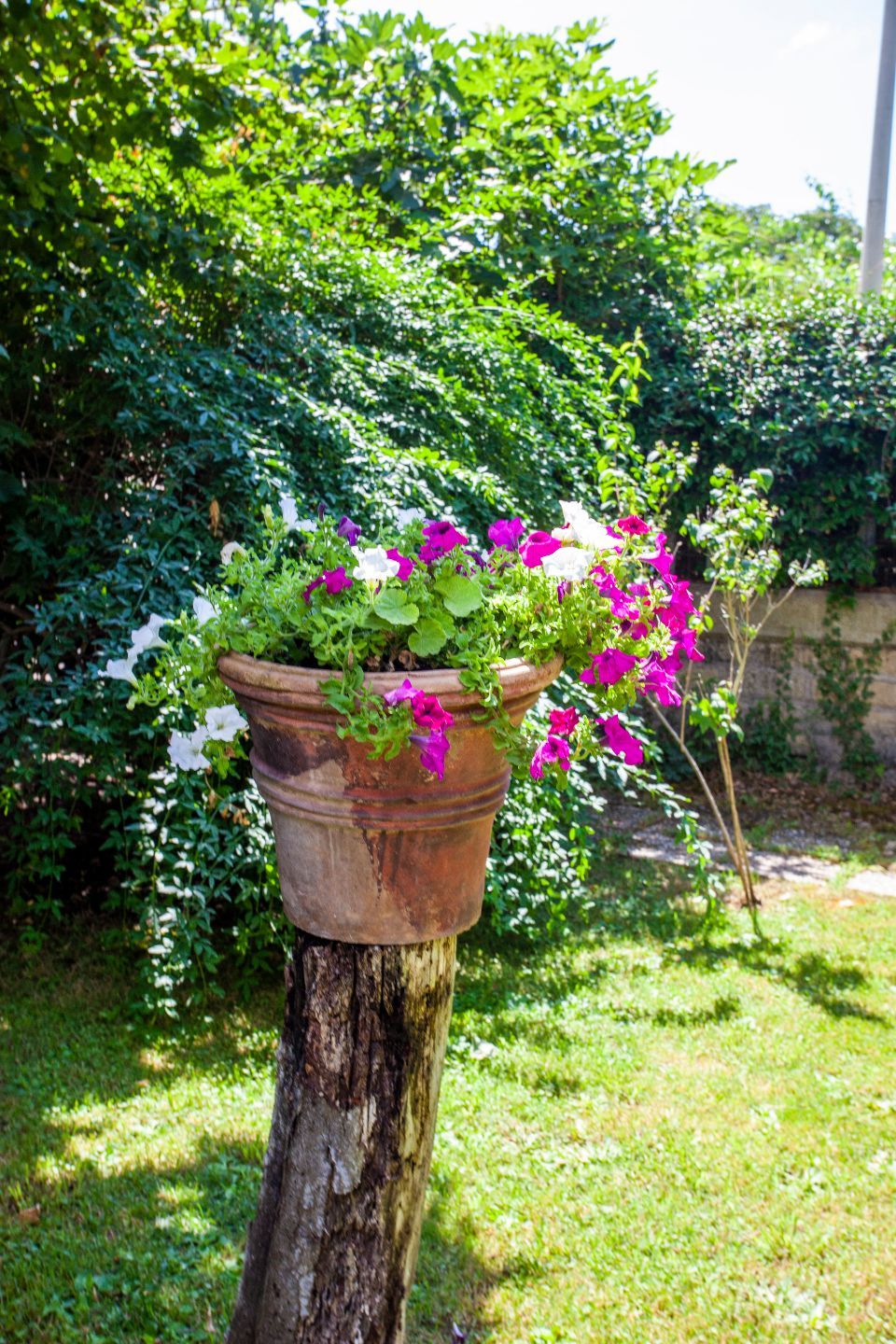Una pianta in vaso è seduta sopra un ceppo di albero in un giardino.