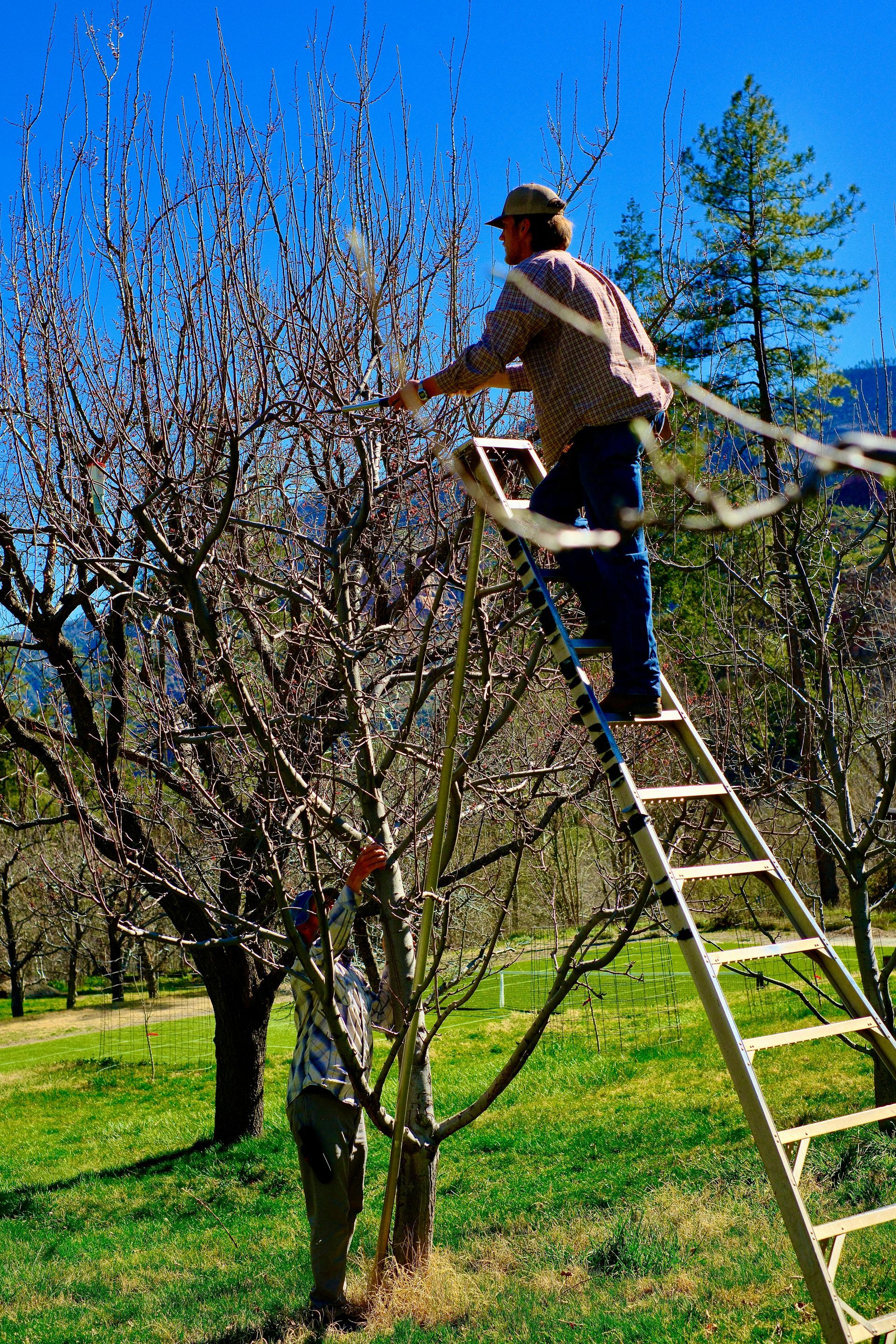 Person pruning a blossoming tree on a ladder in a sunny orchard