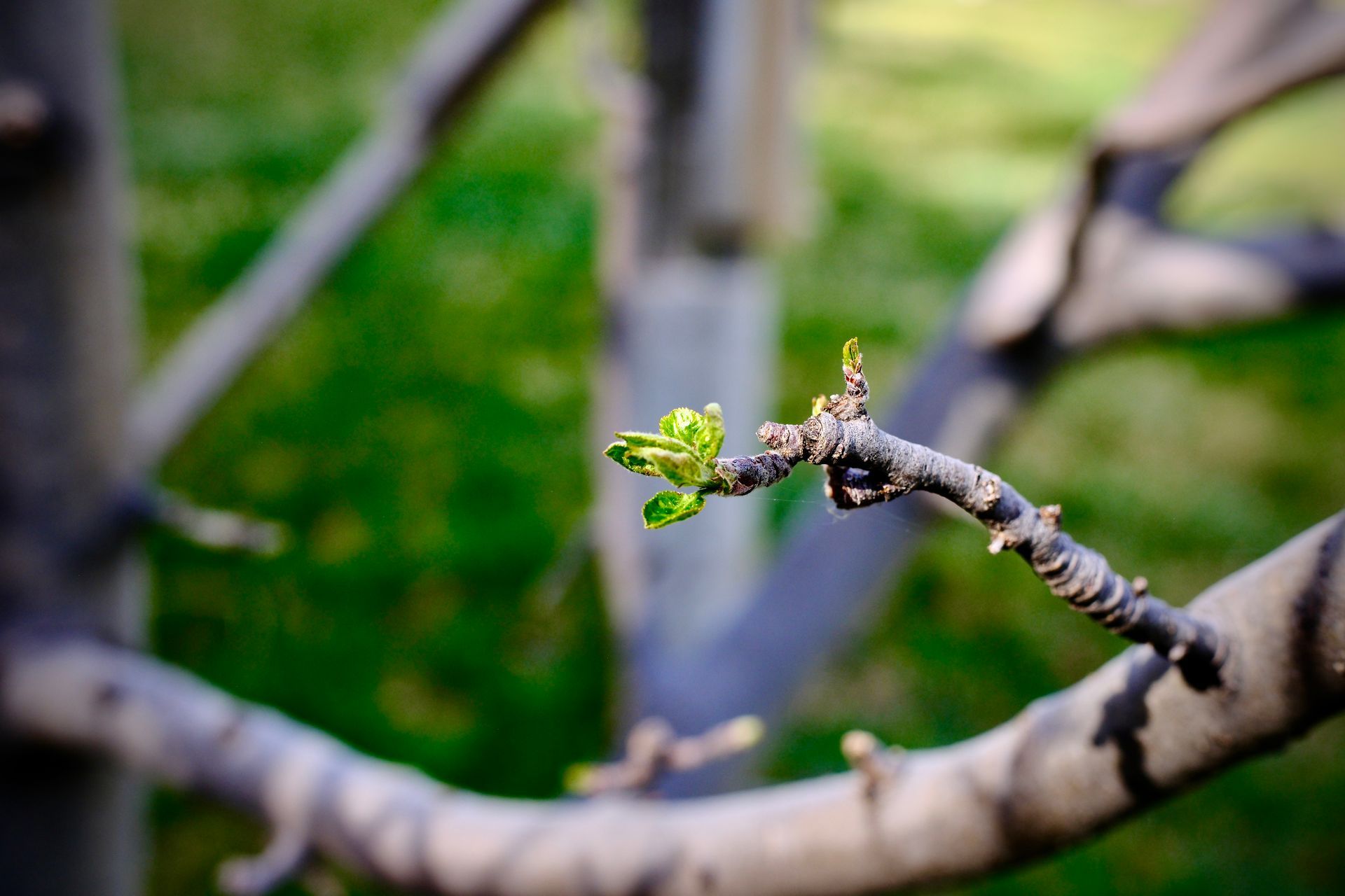Close-up of a tree branch with fresh green buds against a blurred green background