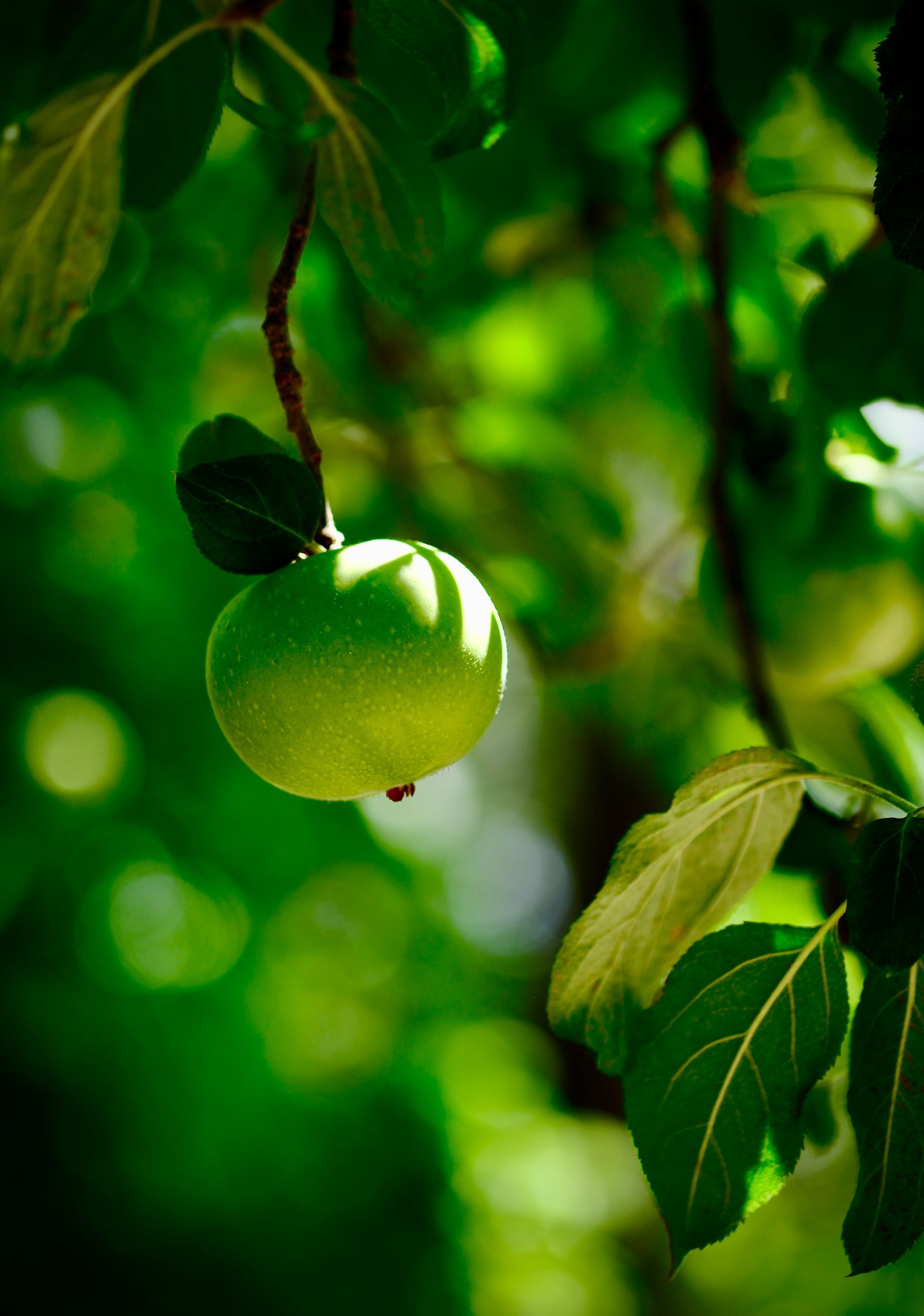 Green apple hanging on a tree branch amid sunlit leaves and blurred green background