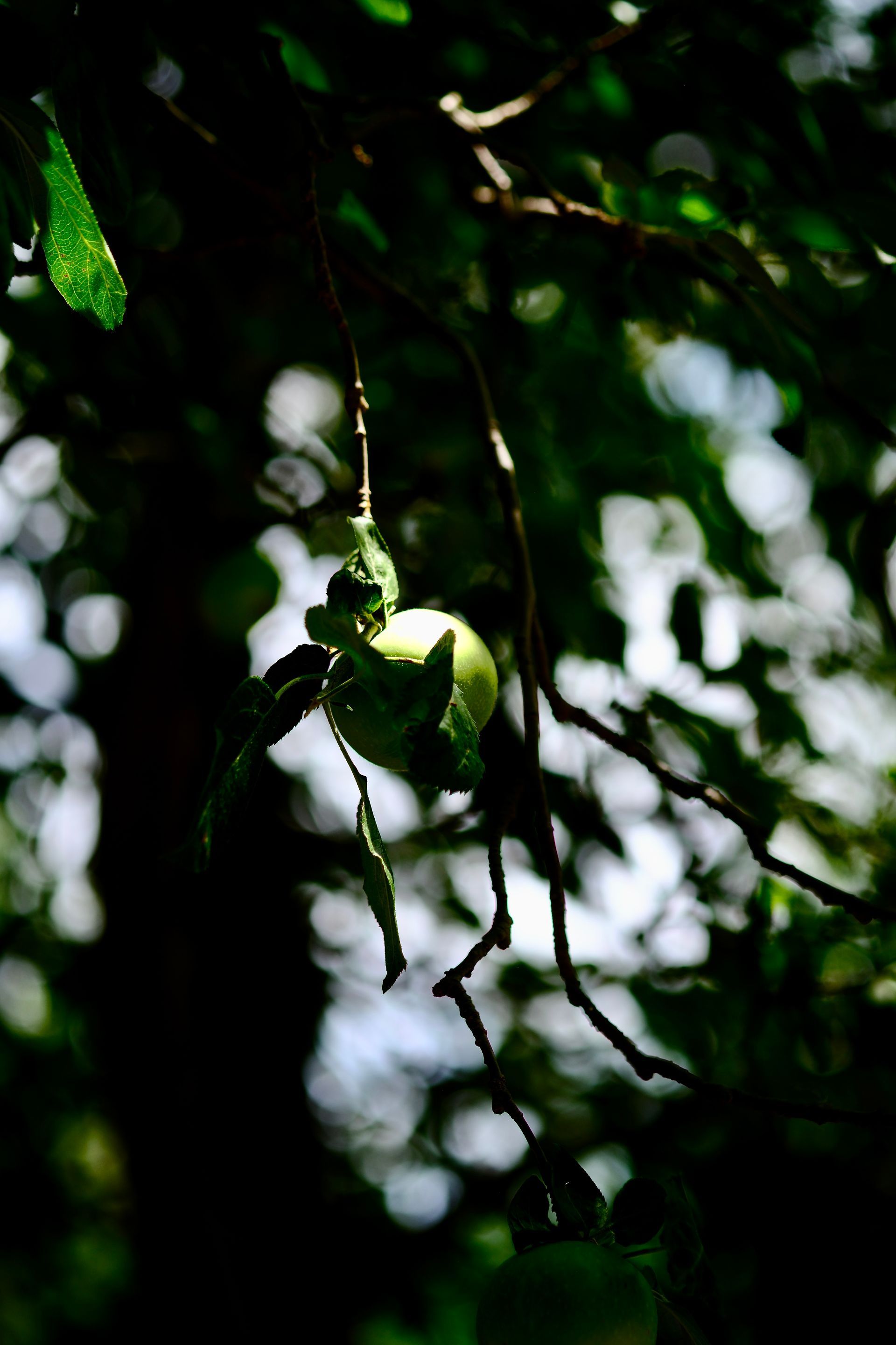 Green fruit hanging among dark leaves in dappled sunlight